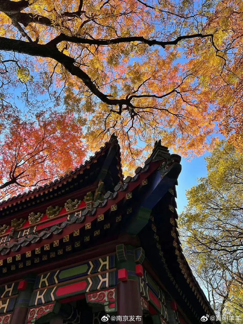 南京|我在靈谷寺發現了"彩虹樹"