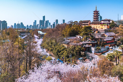 江蘇南京春天雞鳴寺櫻花高清圖片下載-正版圖片501747842