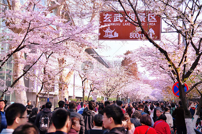 南京玄武湖櫻花大道的游客圖片素材_免費(fèi)下載_jpg圖片格式_VRF高清圖片501229363
